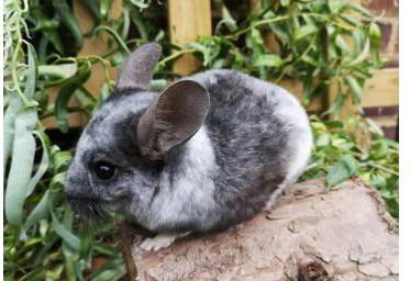 Mobius - Chinchilla 6