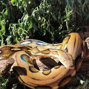 Katniss - Reticulated Python 2