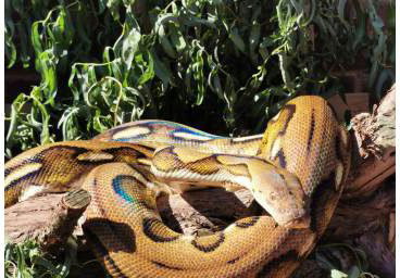 Katniss - Reticulated Python 2
