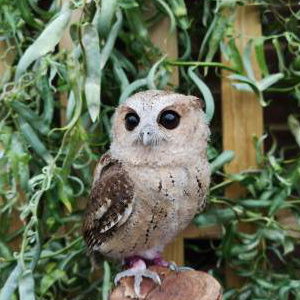 Ash - Indian Scops Owl 2