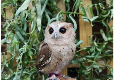 Ash - Indian Scops Owl 2
