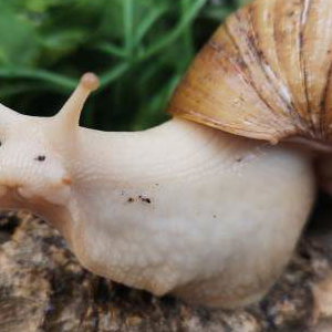 African Giant Snail 5