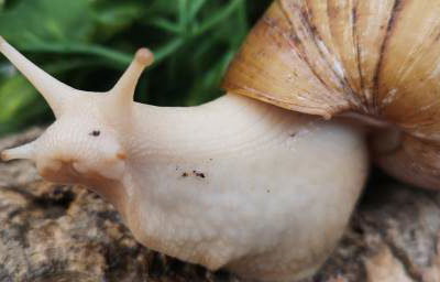 African Giant Snail 5
