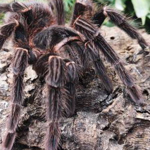 Thatch - Salmon Pink Bird Eater Tarantula 3