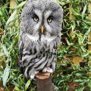 Socrates - Great Grey Owl 3