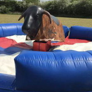 rodeo bull