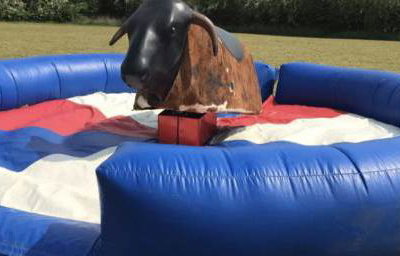rodeo bull