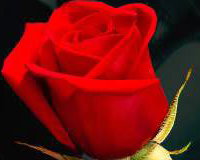 From the heart logo (portrait)
