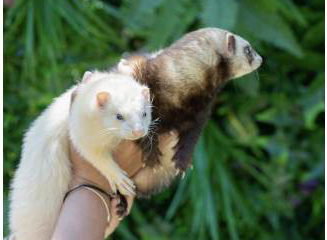Living Things