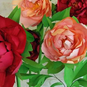 Giant paper peonies. 