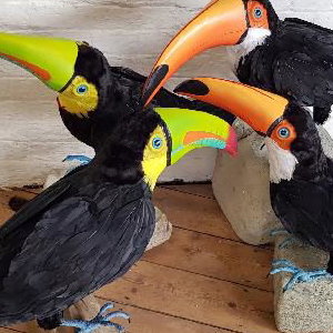 Life size toucans 