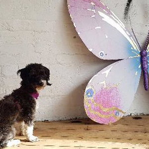 Large butterfly 