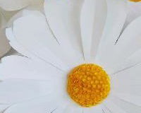Giant paper daisies 