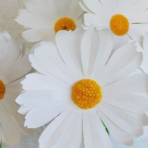 Giant paper daisies 