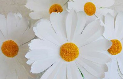 Giant paper daisies 