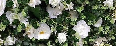 Greenery Flower Wall