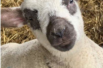 ems friendly farm