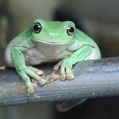Freddo the Whites tree frog