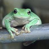 Freddo the Whites tree frog