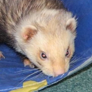 Barnaby Bear the ferret