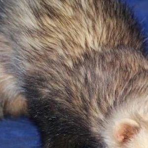 Barnaby Bear the ferret