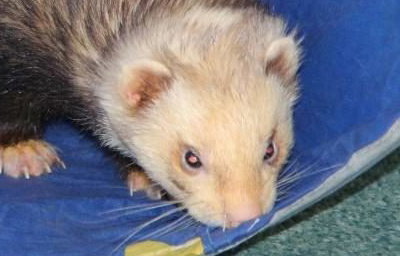 Barnaby Bear the ferret