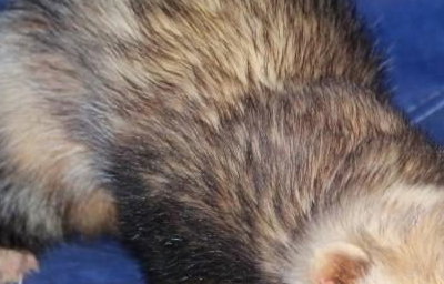 Barnaby Bear the ferret