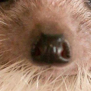 Hedgehog