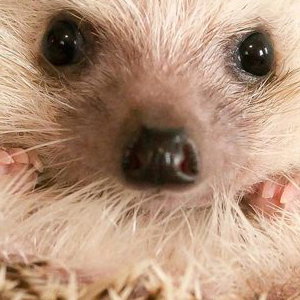 Hedgehog