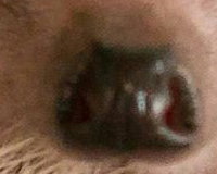 Hedgehog
