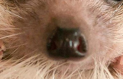 Hedgehog