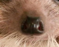 Hedgehog