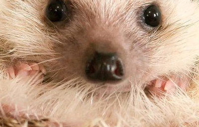 Hedgehog