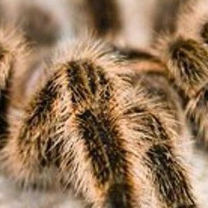 tarantula