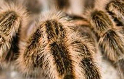 tarantula