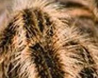 tarantula