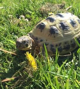 Timotina the tortoise