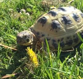 Timotina the tortoise