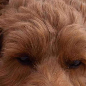 Belle - The Cockapoo