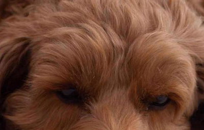 Belle - The Cockapoo