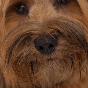 Logie - The Tibetan Terrier