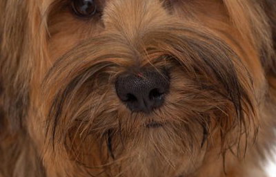 Logie - The Tibetan Terrier