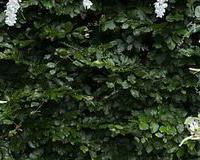 Juliets floral arch 