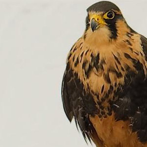 CJ'S BIRDS OF PREY TEAM