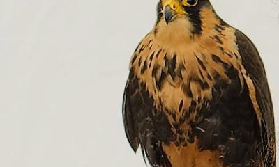 Cj'S Birds Of Prey