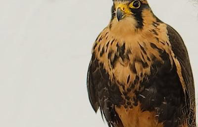CJ'S BIRDS OF PREY TEAM