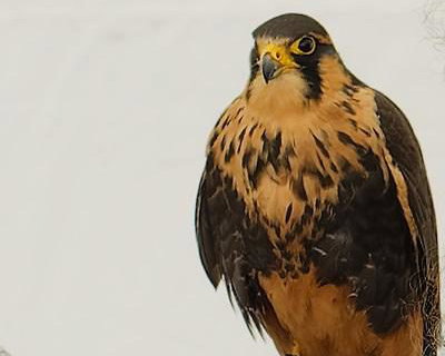 CJ'S BIRDS OF PREY TEAM