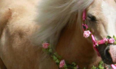 Happy Hooves Burnopfield