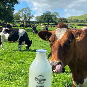 cow milk bottle