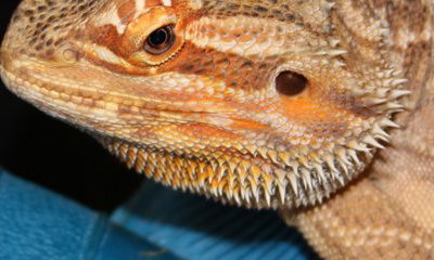 Berkshire Reptile Encounters